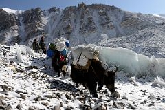 03 Yaks Descend The Hill Next To Mount Everest North Face Intermediate Camp At The Start Of The Trek To Mount Everest North Face Advanced Base Camp In Tibet
